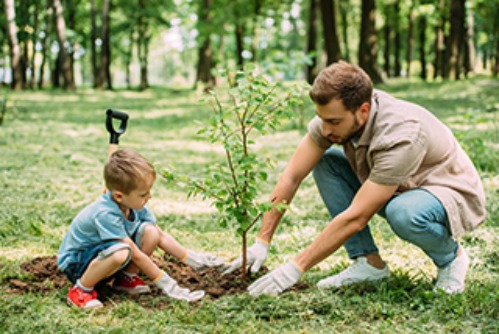 A man an his young son plant a tree outside.