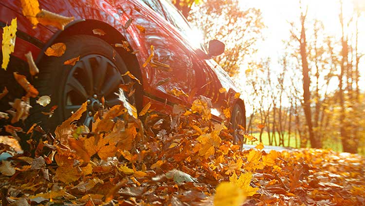 Car driving through leaves.
