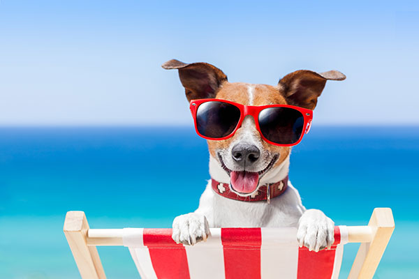 A dog sits on a beach chair wearing sunglasses on the beach. 