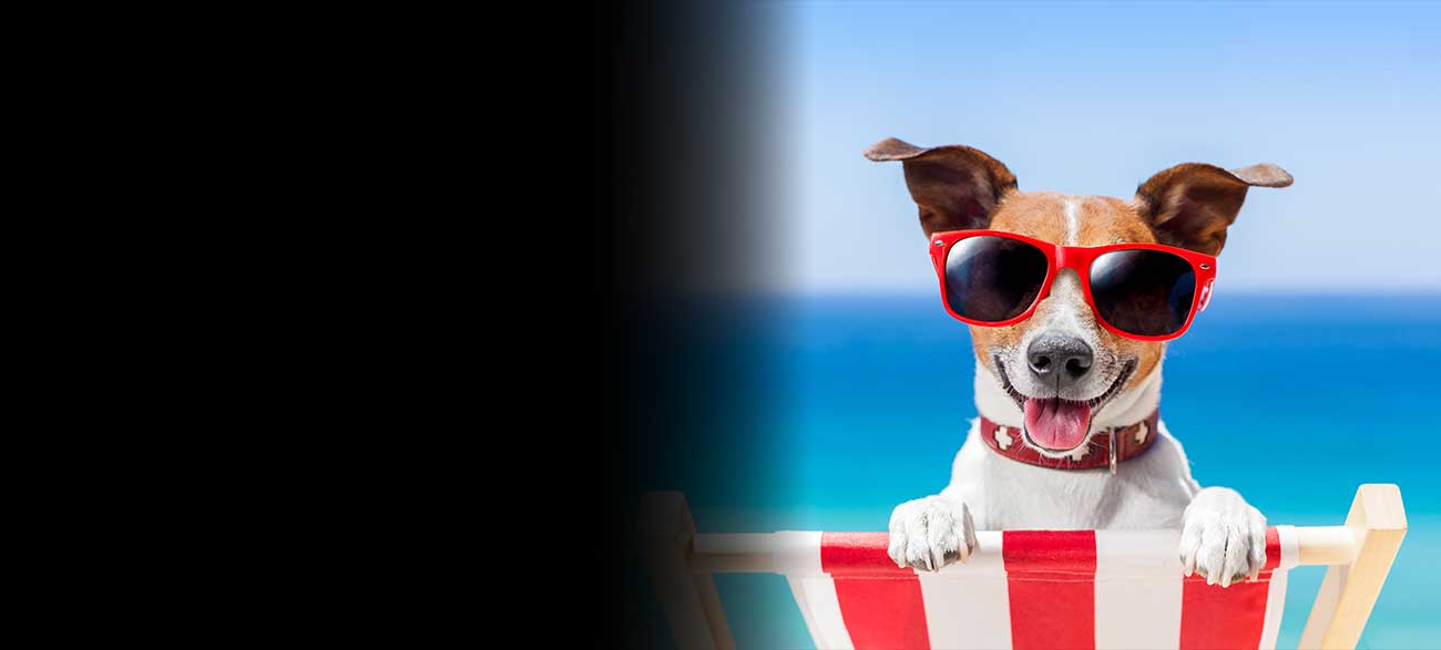 A dog sits on a beach chair wearing sunglasses on the beach. 