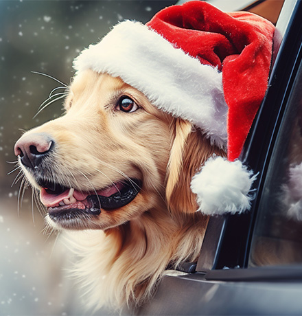 Dog with Christmas hat on looking out the window.