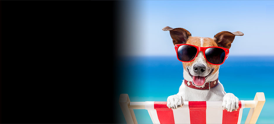 A dog sits on a beach chair wearing sunglasses on the beach. 